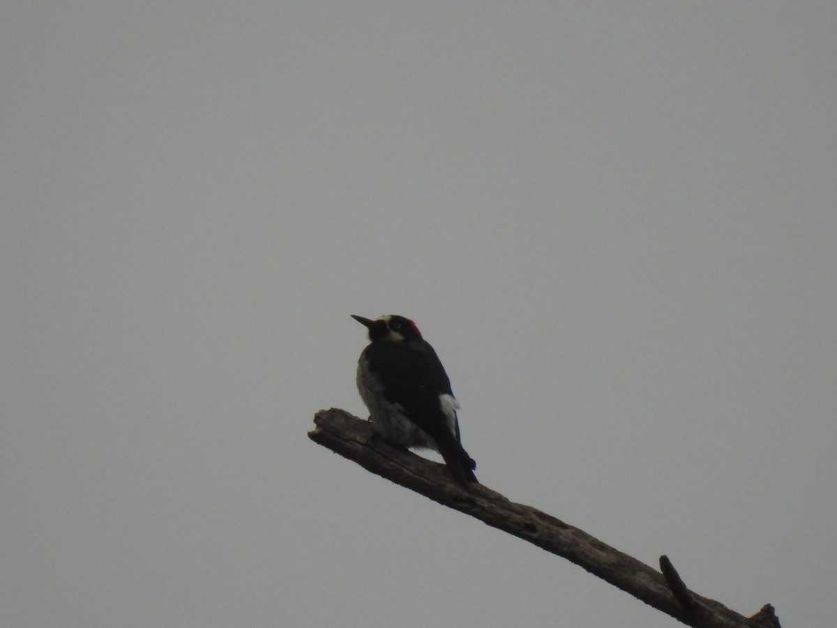Acorn Woodpecker - ML646747941