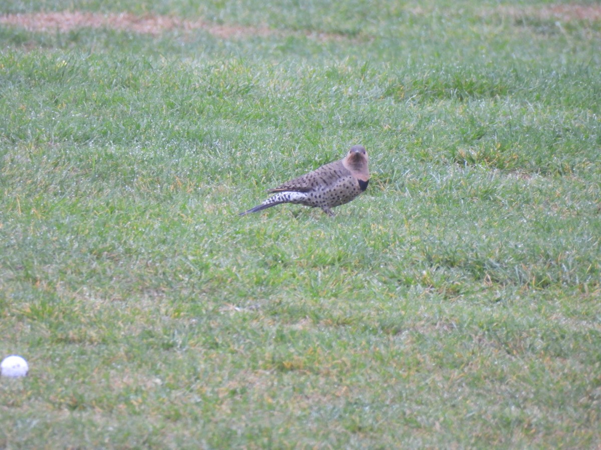 Northern Flicker - ML646747942