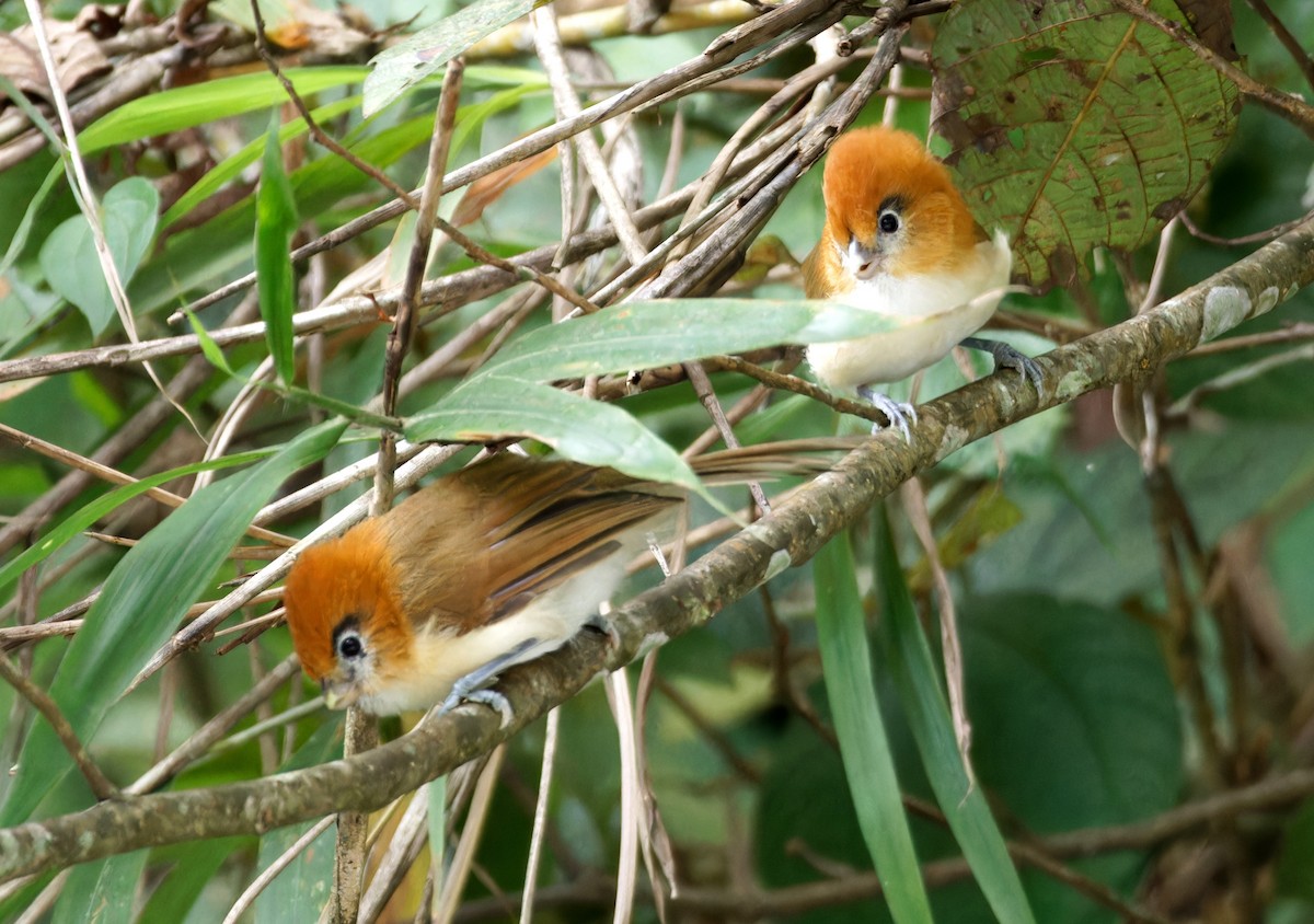 Pale-billed Parrotbill - ML646747944