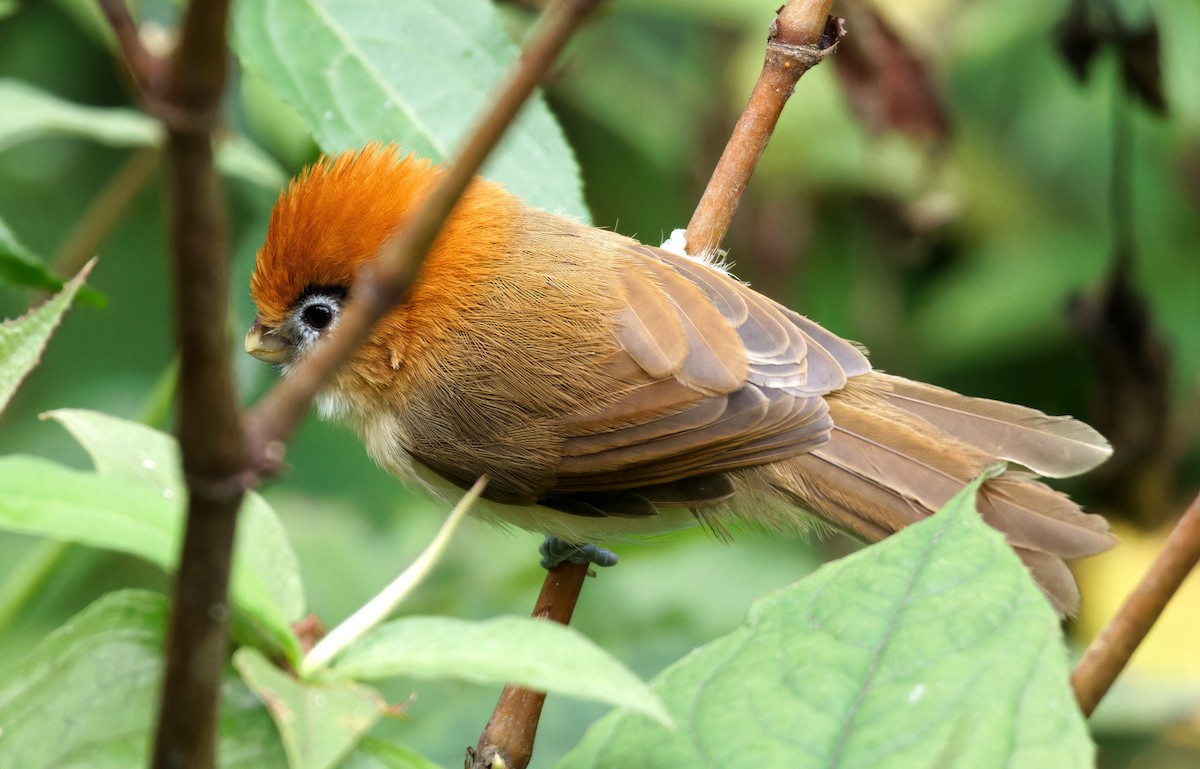 Pale-billed Parrotbill - ML646747945