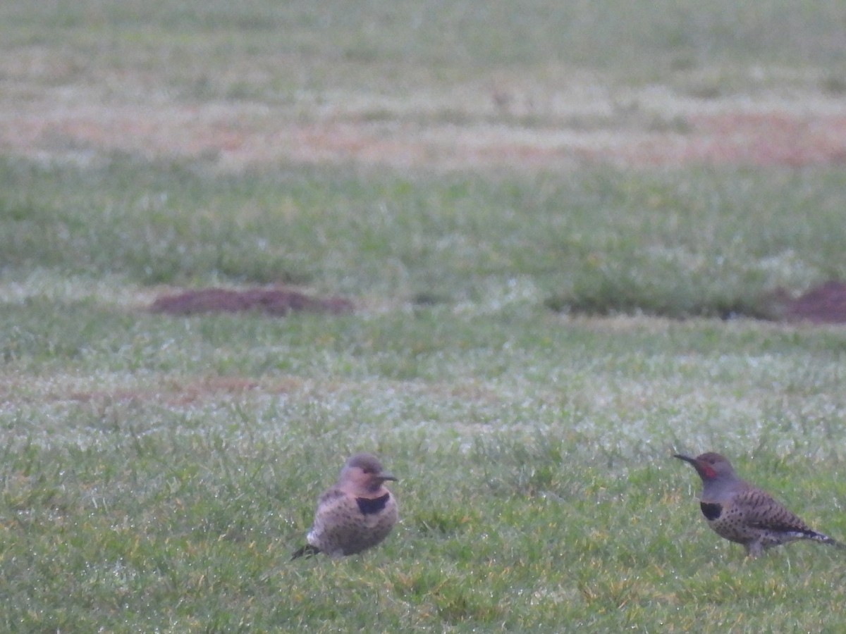 Northern Flicker (Red-shafted) - ML646747946