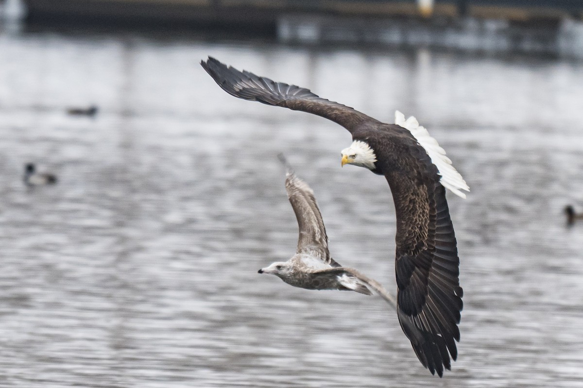 Bald Eagle - ML646747947