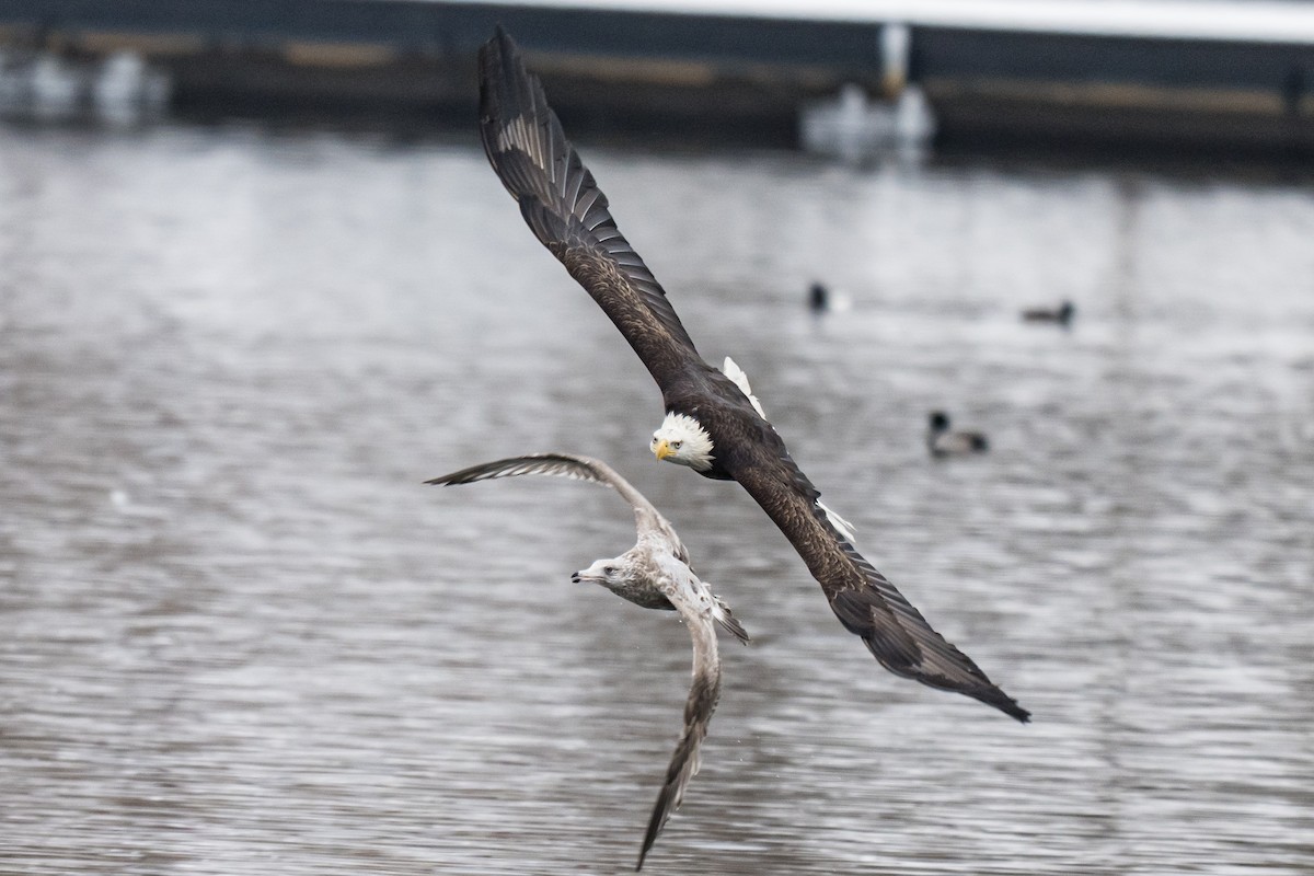 Bald Eagle - ML646747948