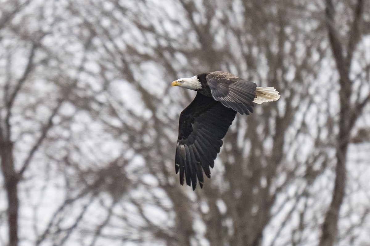 Bald Eagle - ML646747949