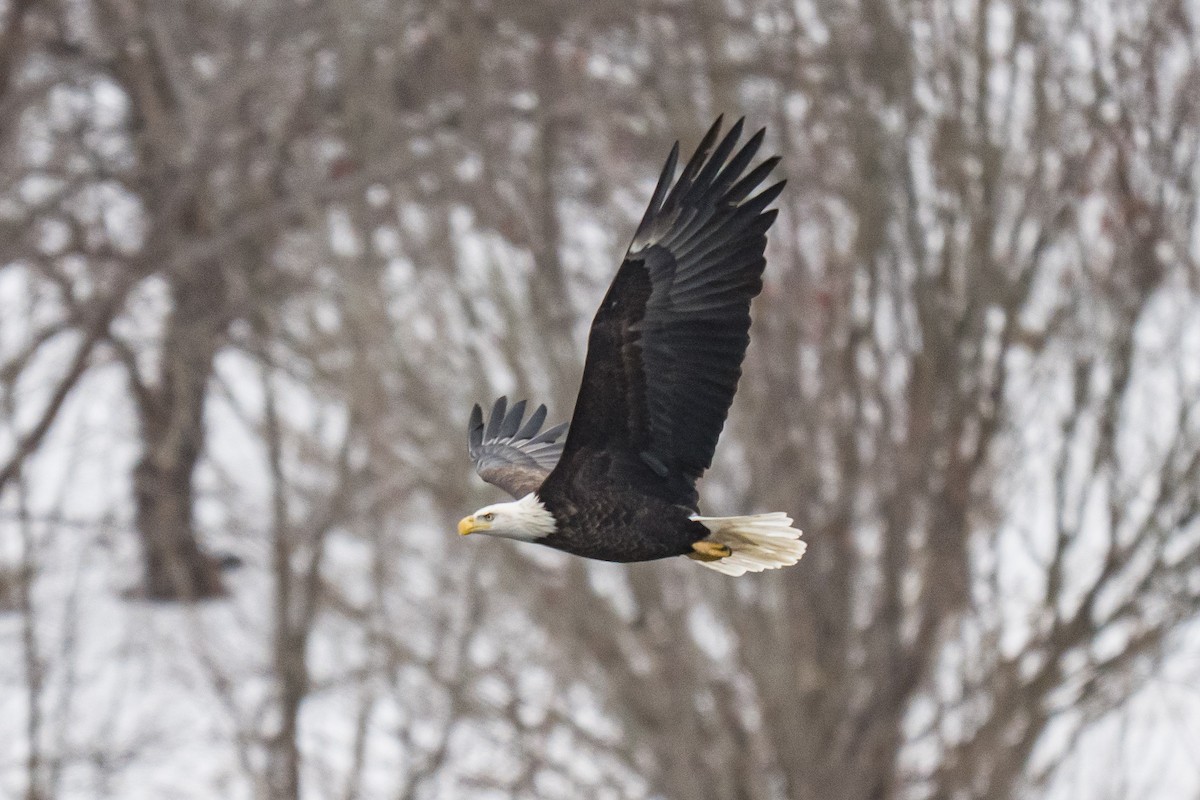 Bald Eagle - ML646747950