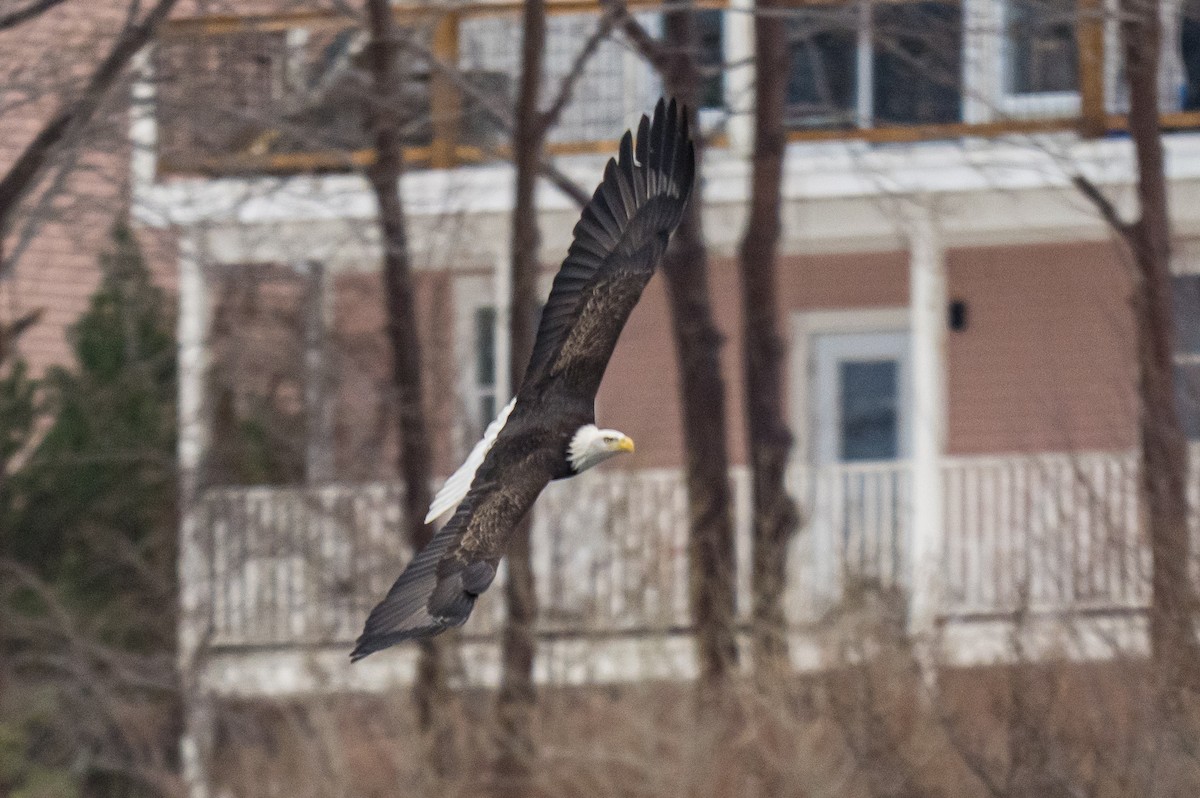 Bald Eagle - ML646747951