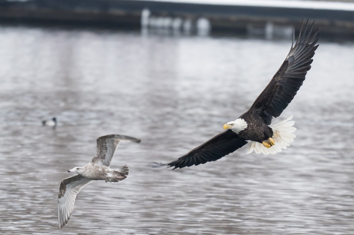 Bald Eagle - ML646747952