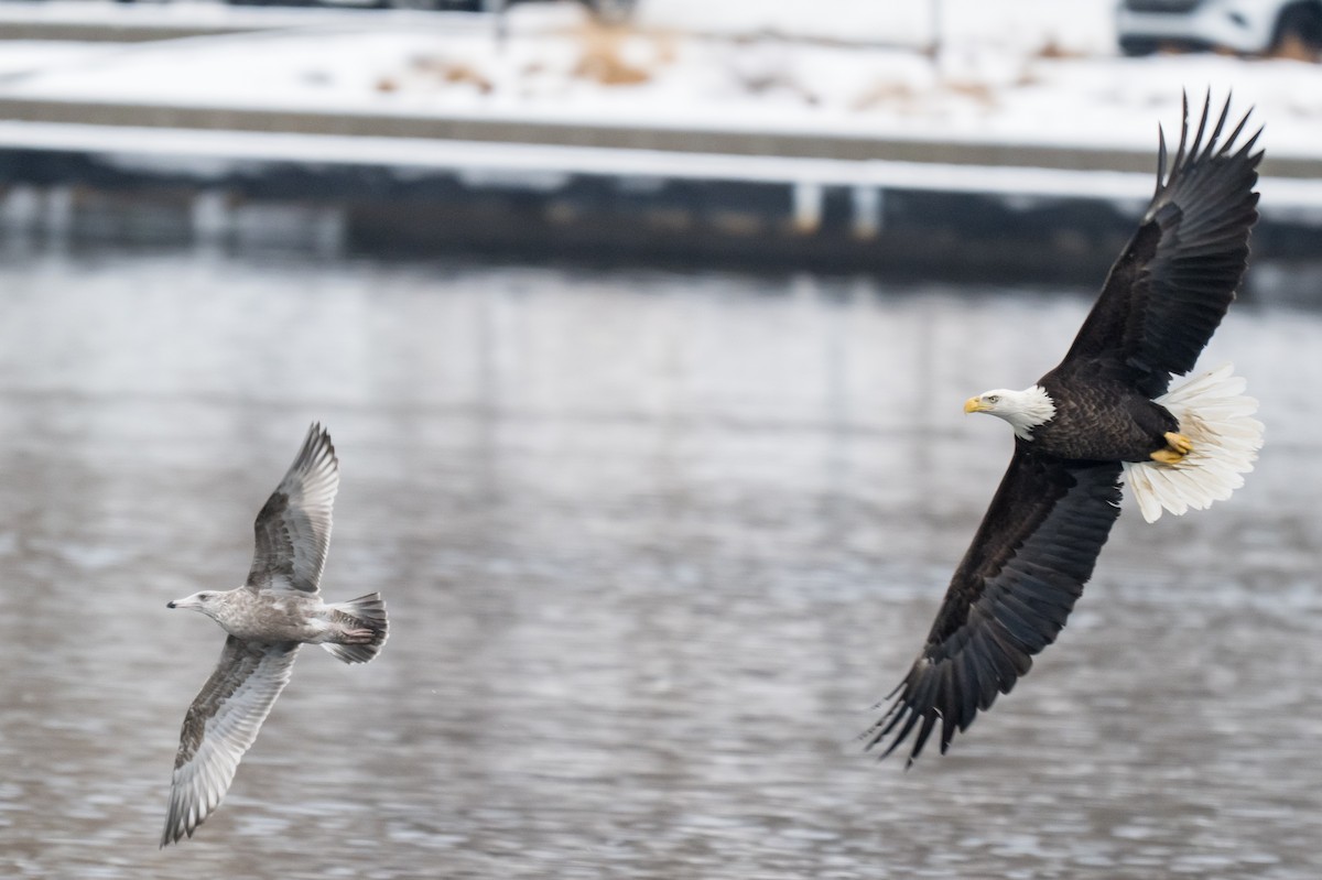 Bald Eagle - ML646747953