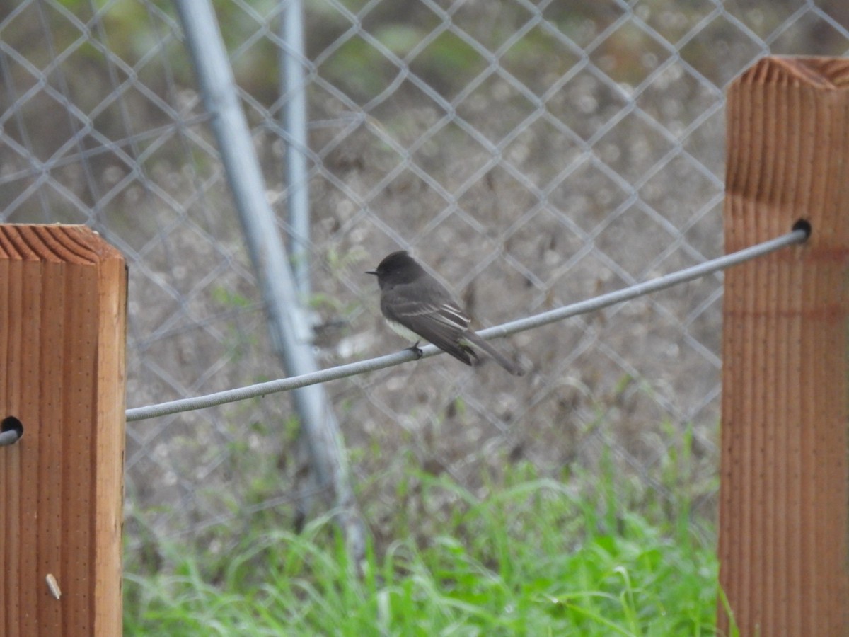 Black Phoebe - ML646747955