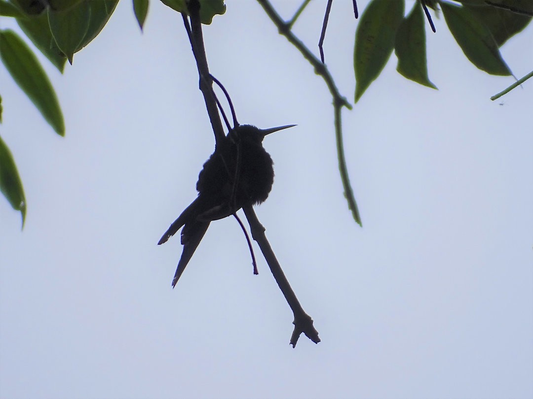 Swallow-tailed Hummingbird - ML646747956
