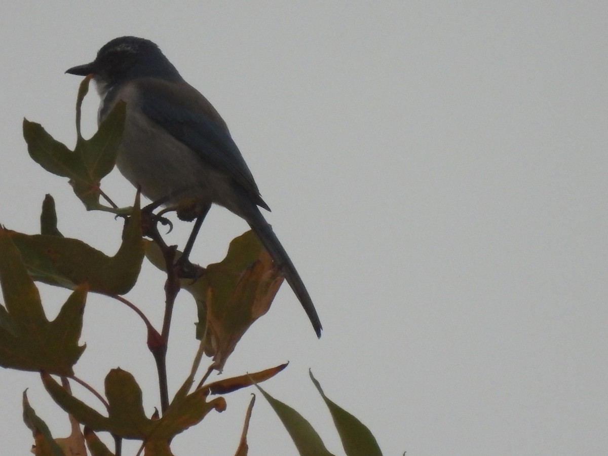 California Scrub-Jay - ML646747957