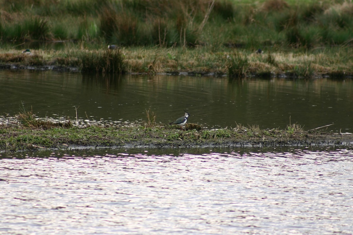 Northern Lapwing - ML646747958