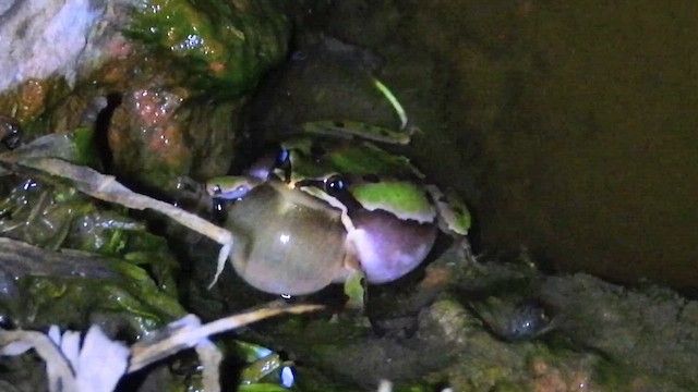 Квакши - ML646747959