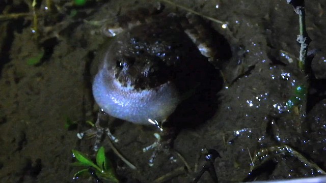 Каньонная квакша - ML646747960