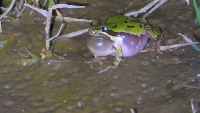 Квакши - ML646747962