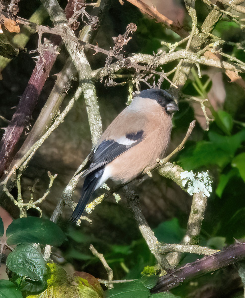 Gimpel - ML646747965