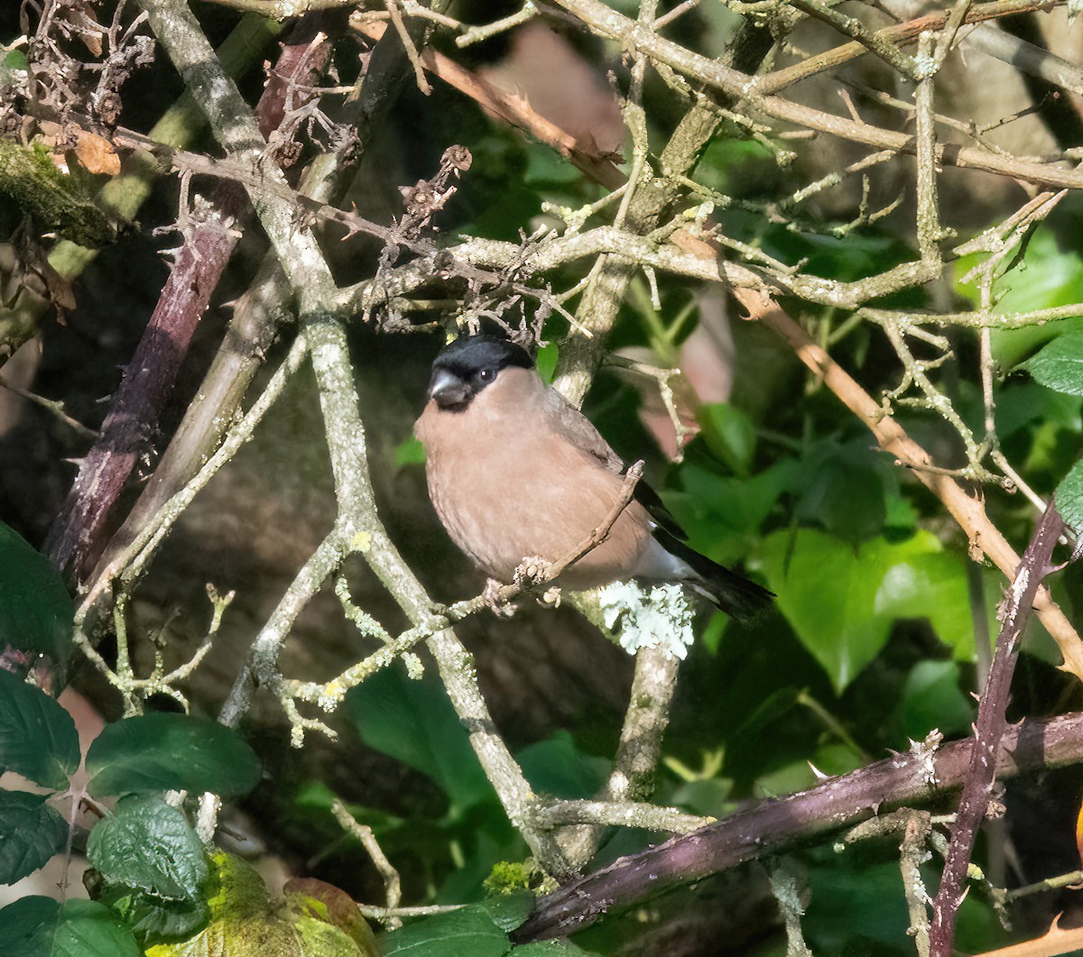 Gimpel - ML646747966