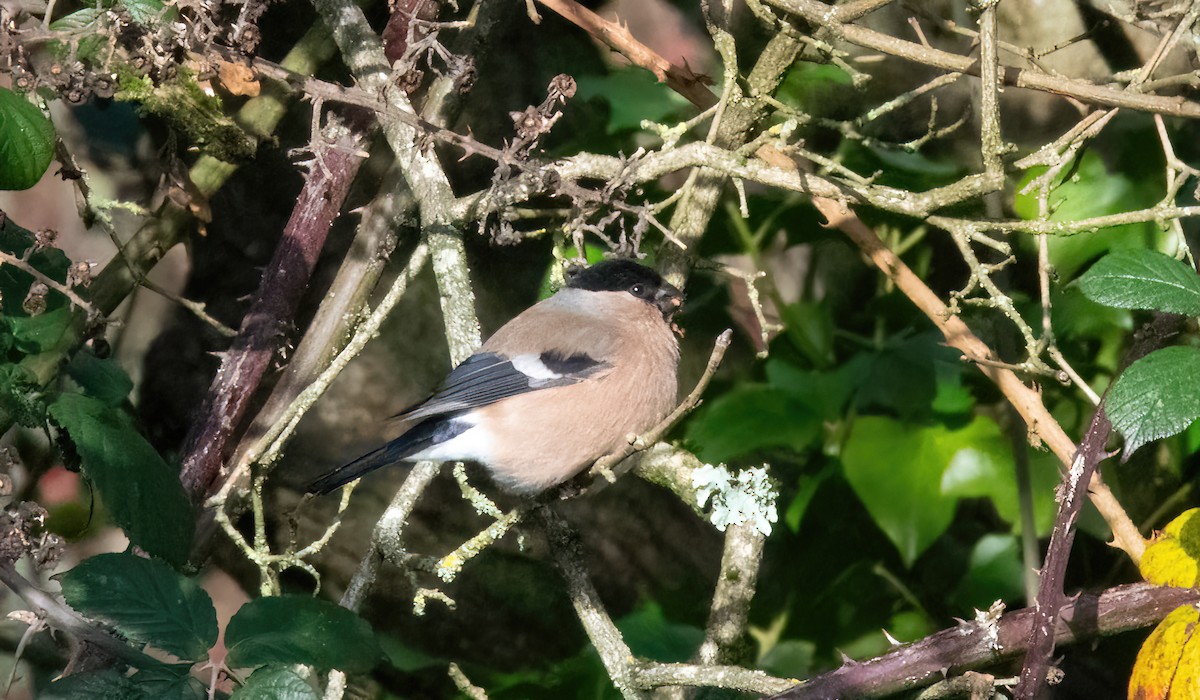 Gimpel - ML646747967