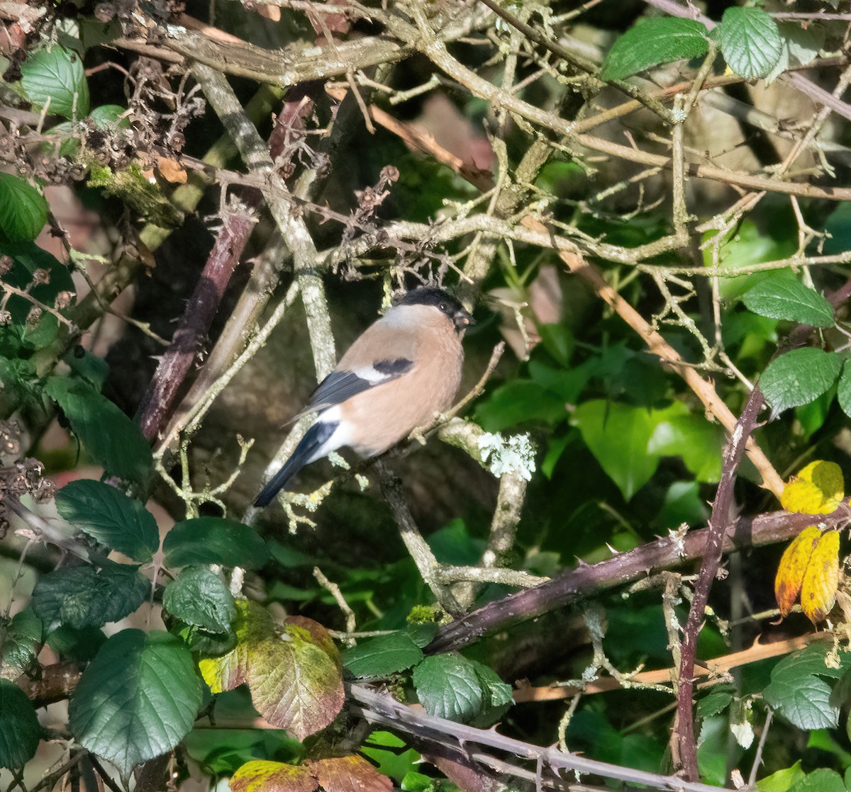 Gimpel - ML646747969