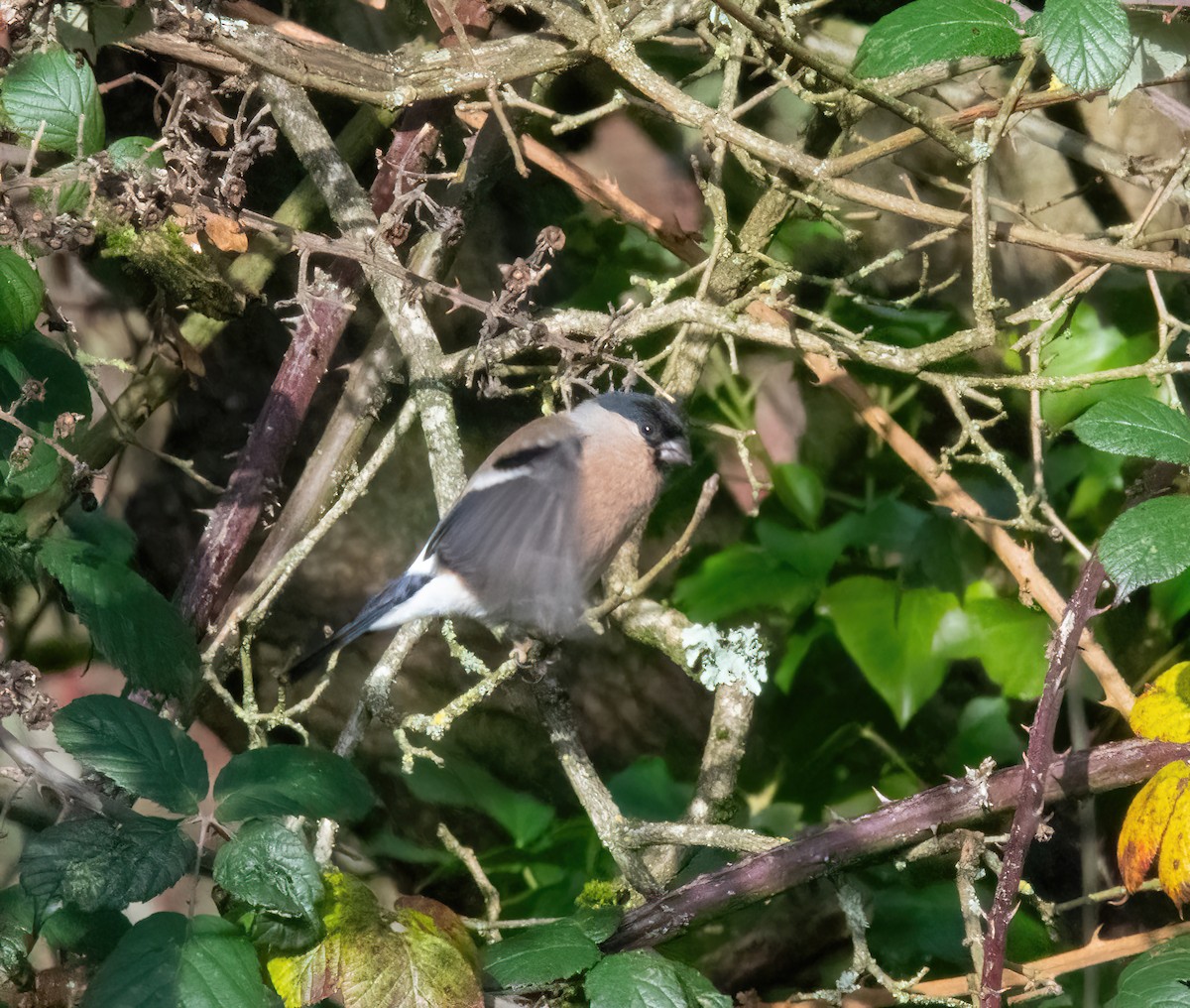 Gimpel - ML646747970