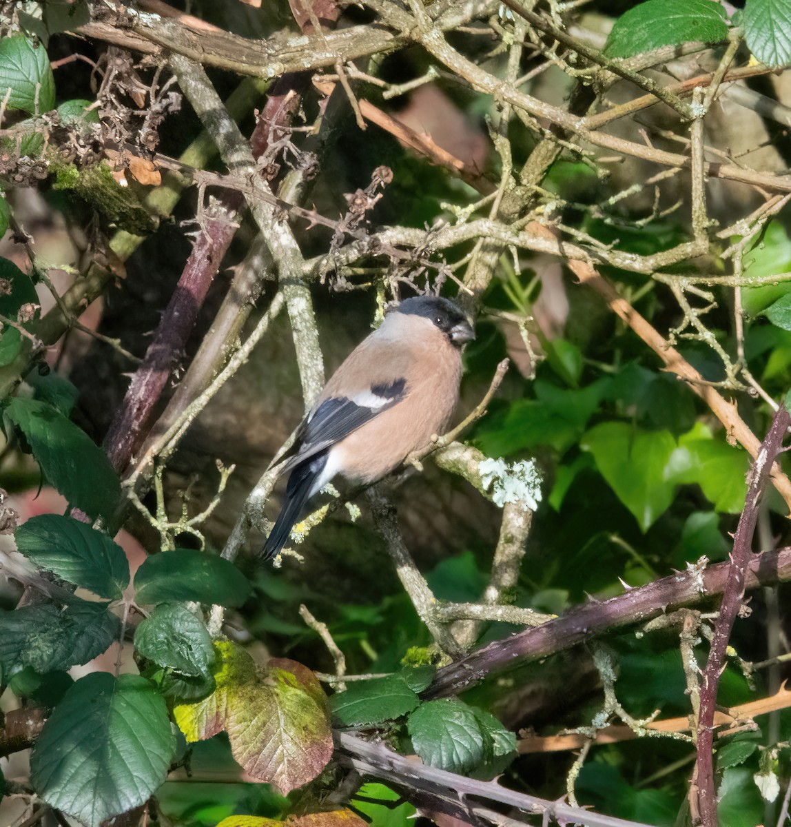 Gimpel - ML646747971