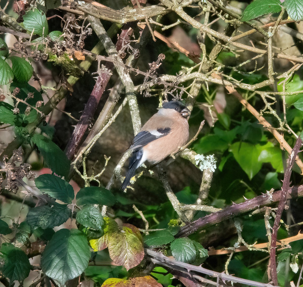 Gimpel - ML646747972