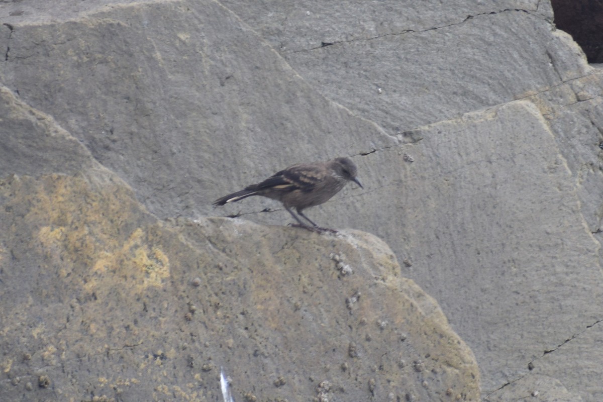 Береговая трясохвостка - ML646747973