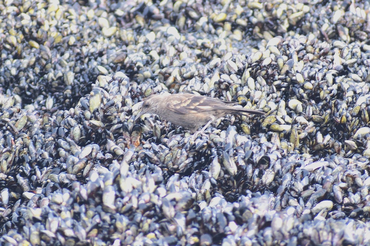 Береговая трясохвостка - ML646747974