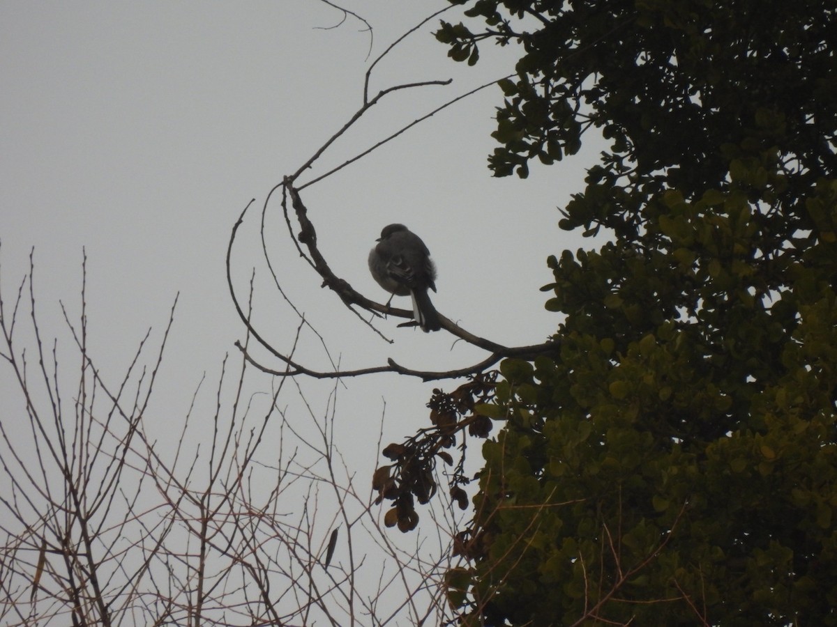 Northern Mockingbird - ML646747975