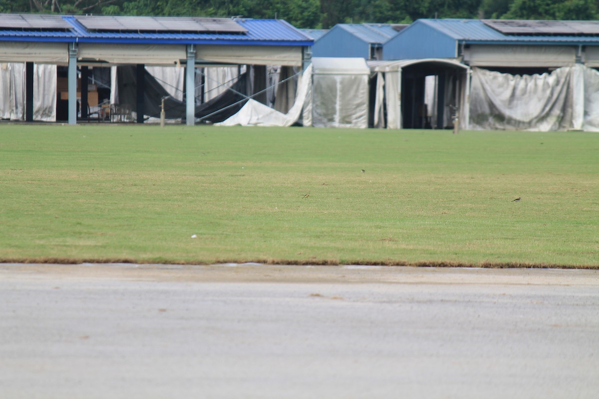 Eastern Yellow Wagtail - ML646747976