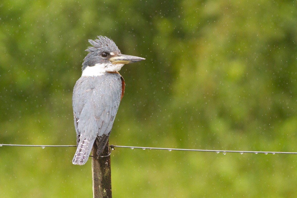 Ringed Kingfisher - ML646747977