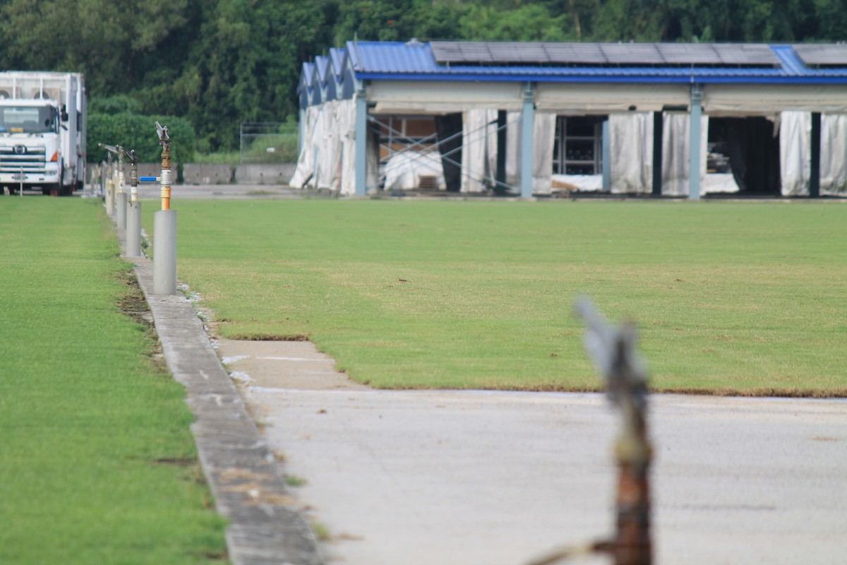 Eastern Yellow Wagtail - ML646747981