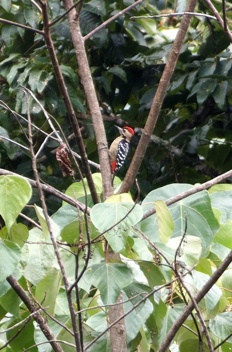 Fulvous-breasted Woodpecker - ML646747982