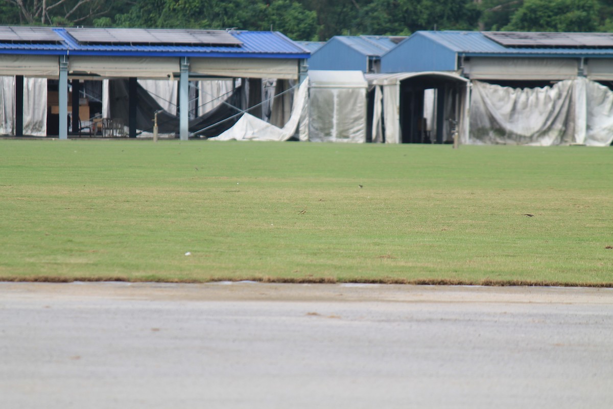 Eastern Yellow Wagtail - ML646747987