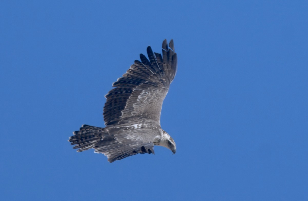 Martial Eagle - ML646747988