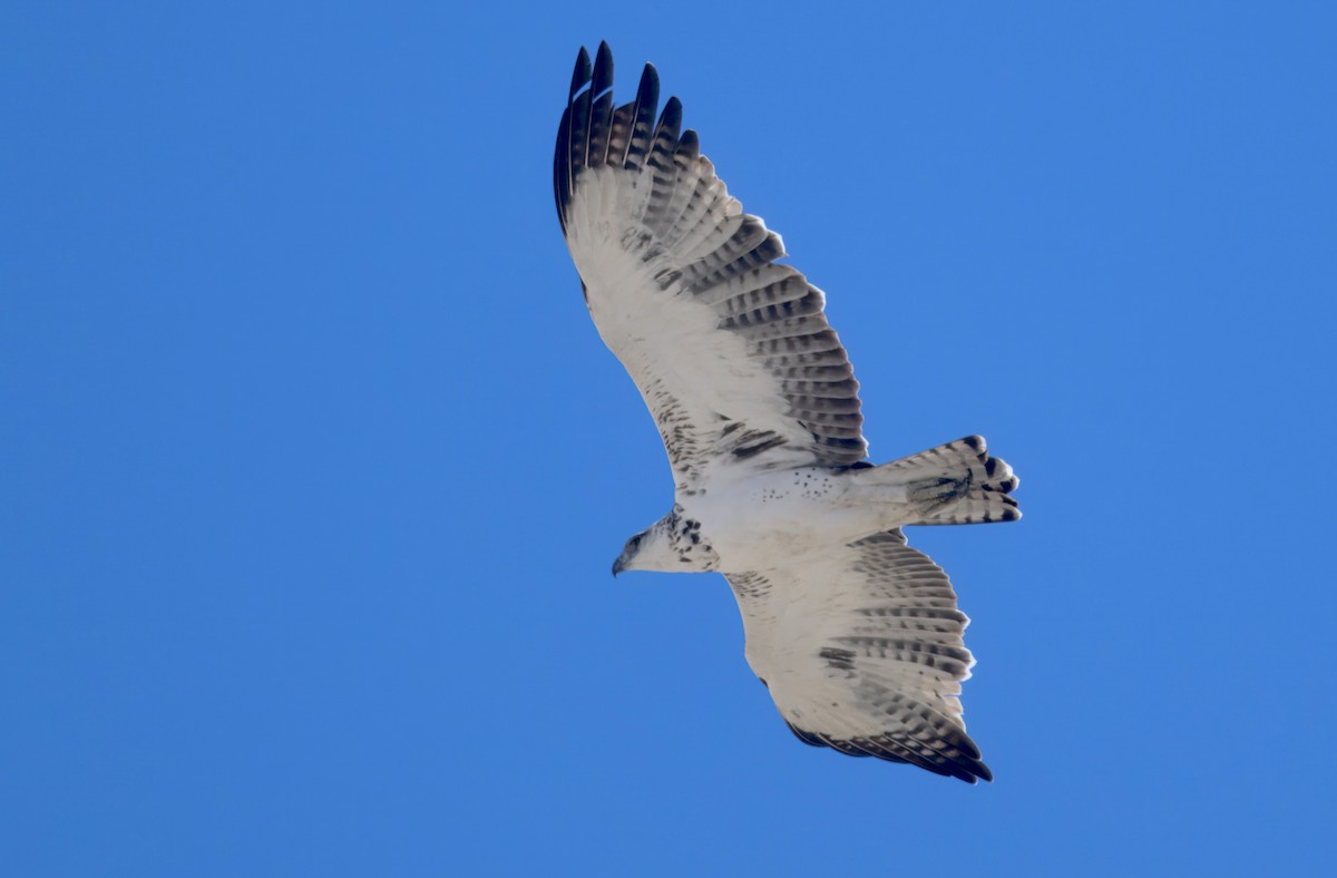 Martial Eagle - ML646747989