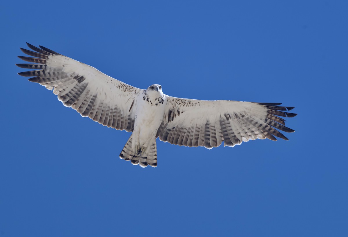 Martial Eagle - ML646747990