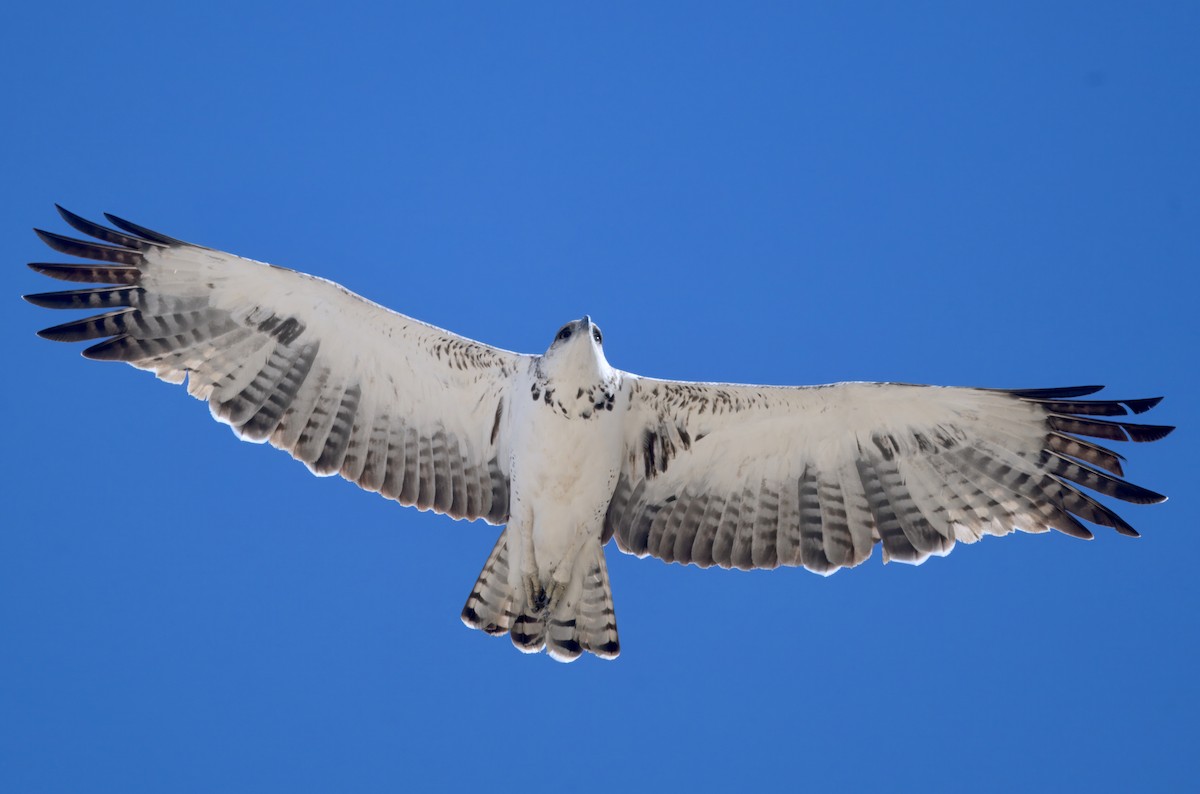 Martial Eagle - ML646747991