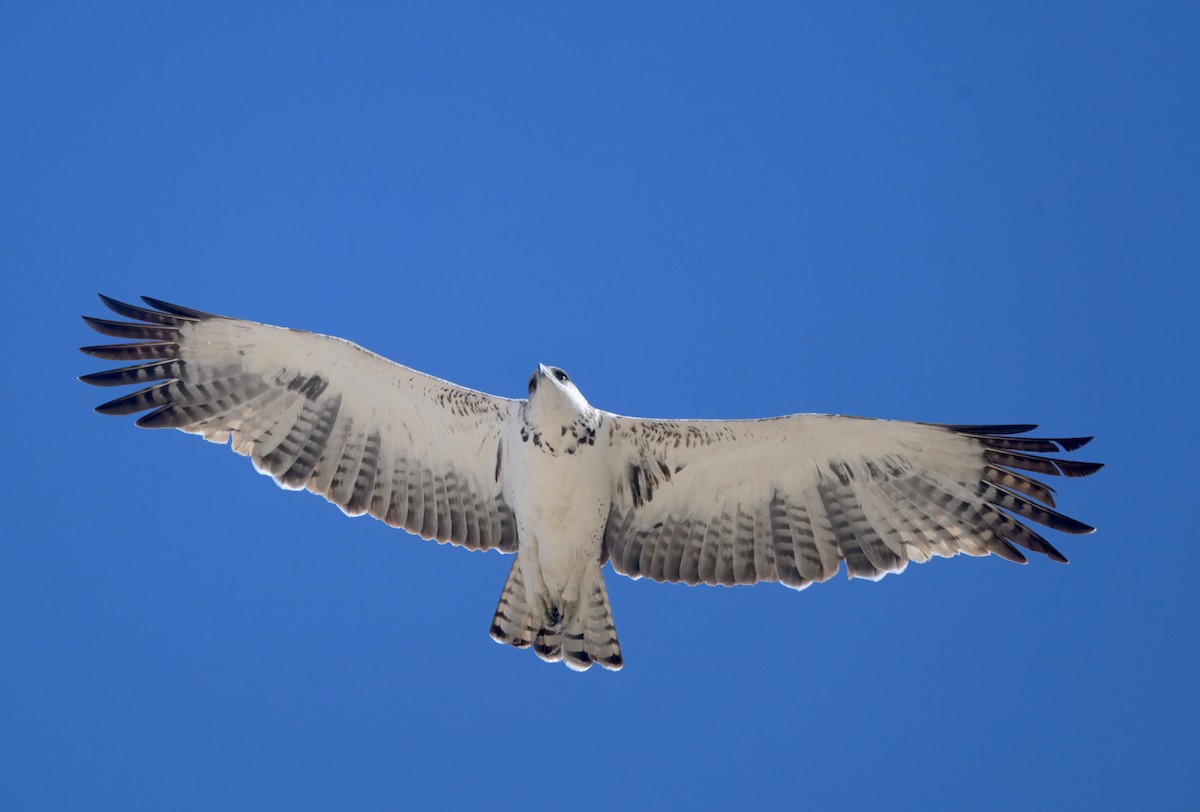Martial Eagle - ML646747992