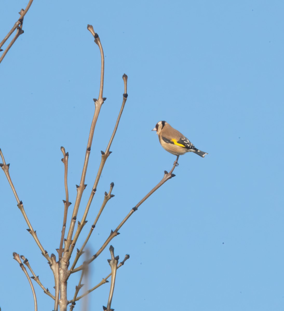 Stieglitz - ML646747993