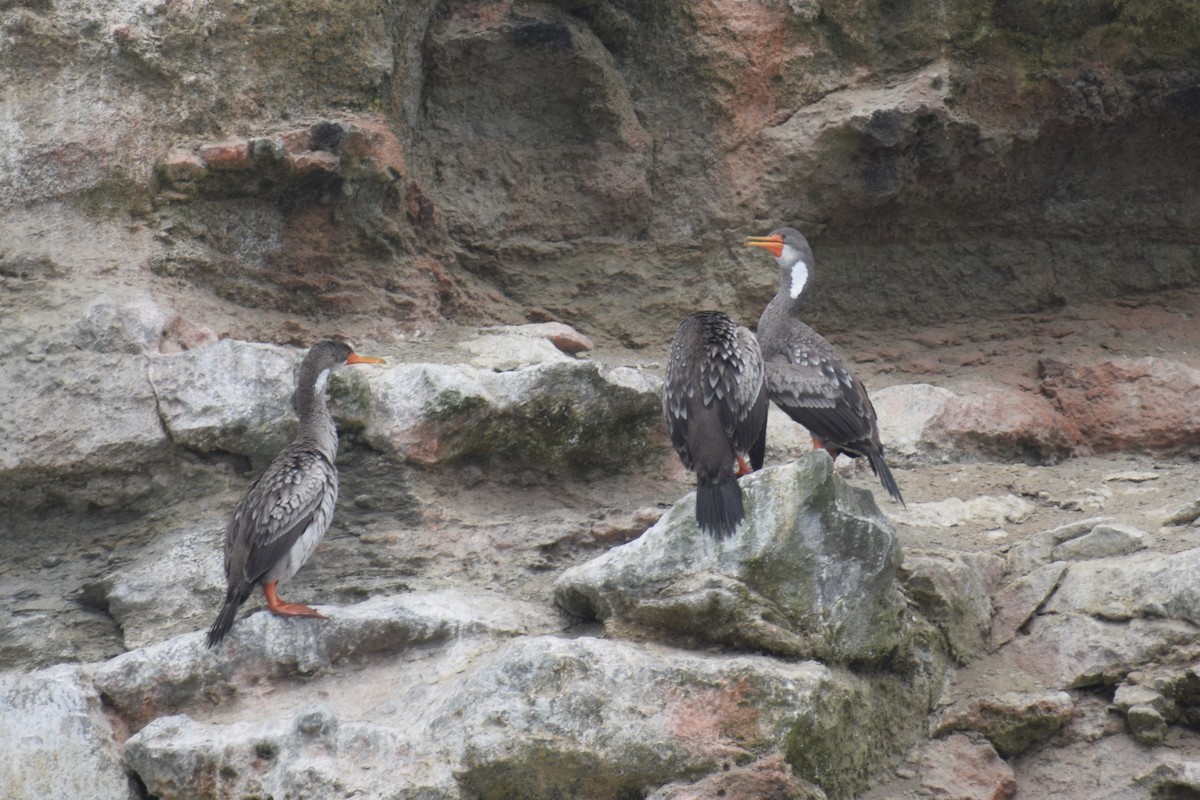 Баклан червононогий - ML646747996