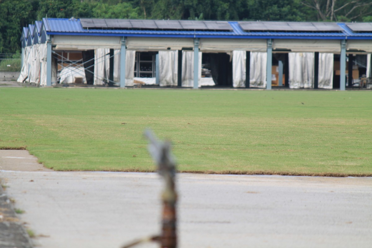 Eastern Yellow Wagtail - ML646747997