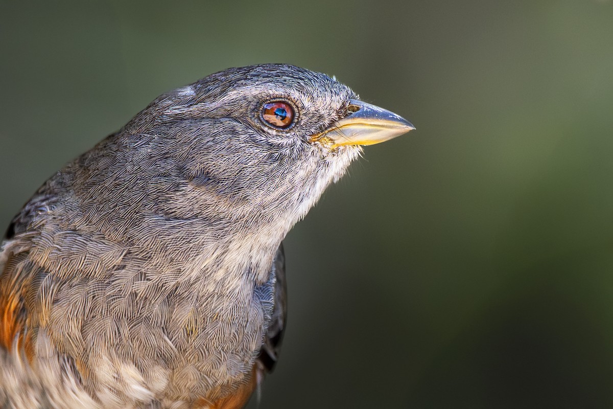 Monterita de Cabanis - ML646747998