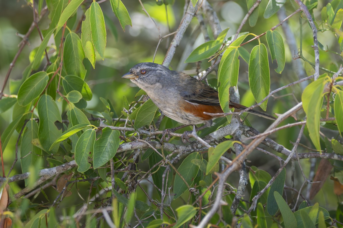 Monterita de Cabanis - ML646747999