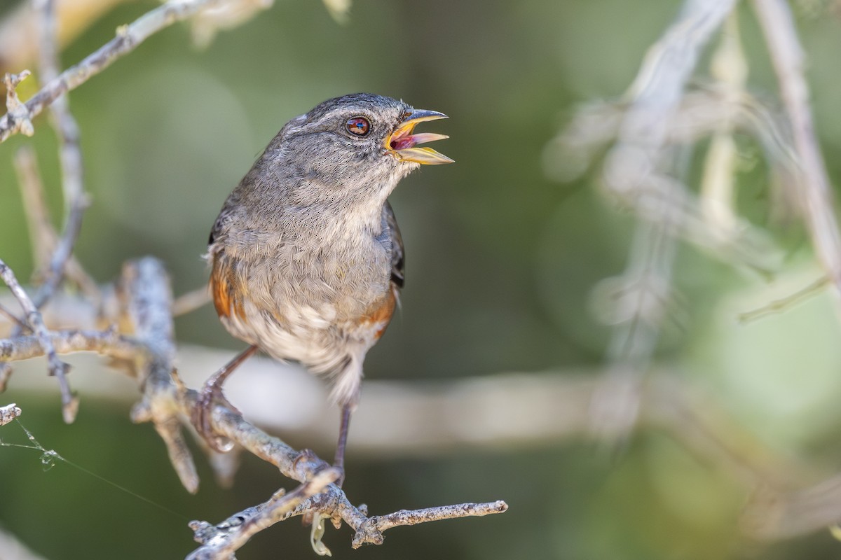 Monterita de Cabanis - ML646748000