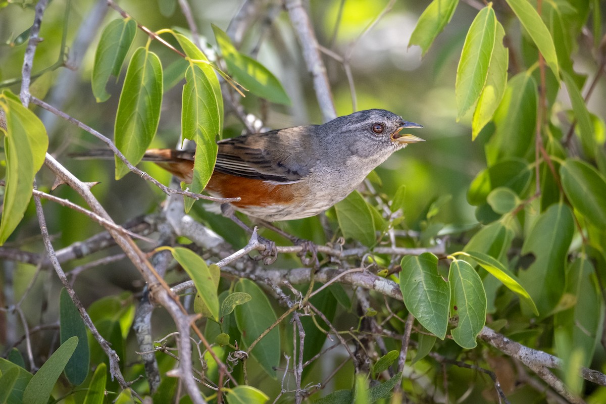 Monterita de Cabanis - ML646748001