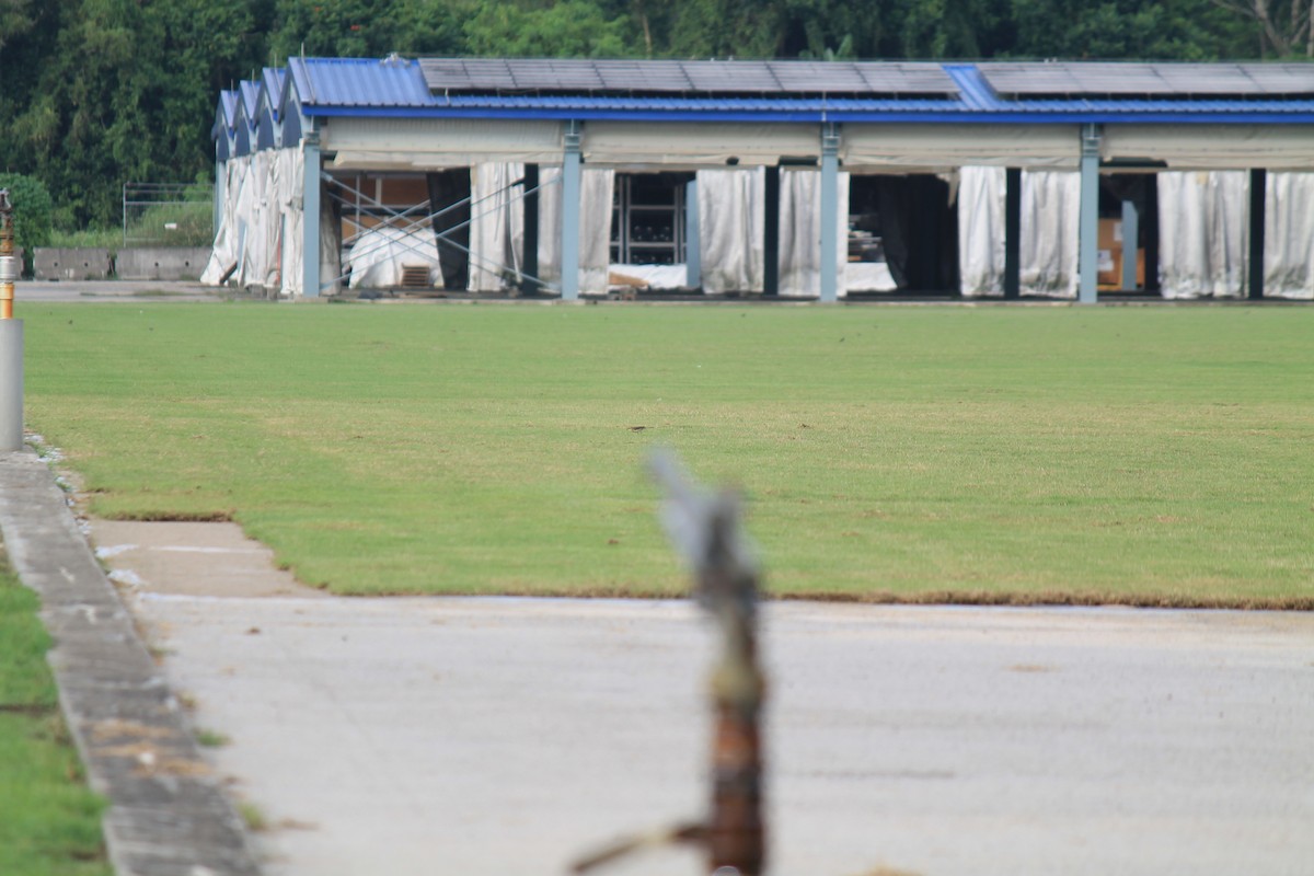 Eastern Yellow Wagtail - ML646748002