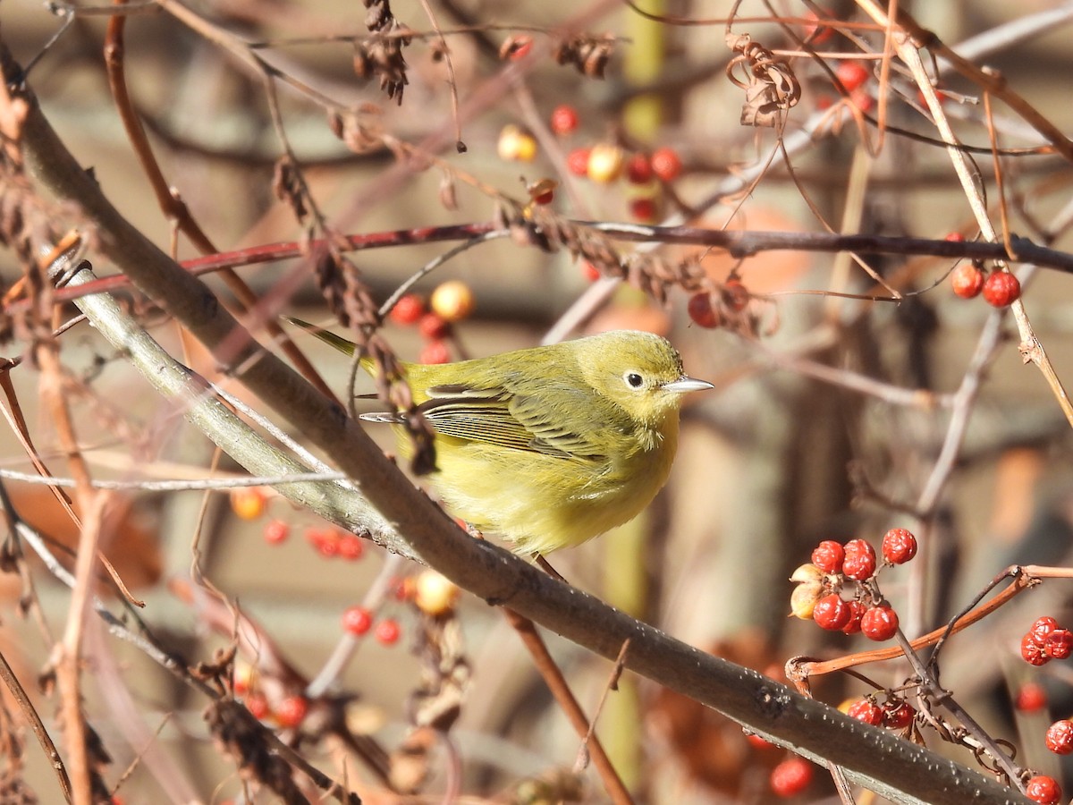 Northern Yellow Warbler - ML646748007