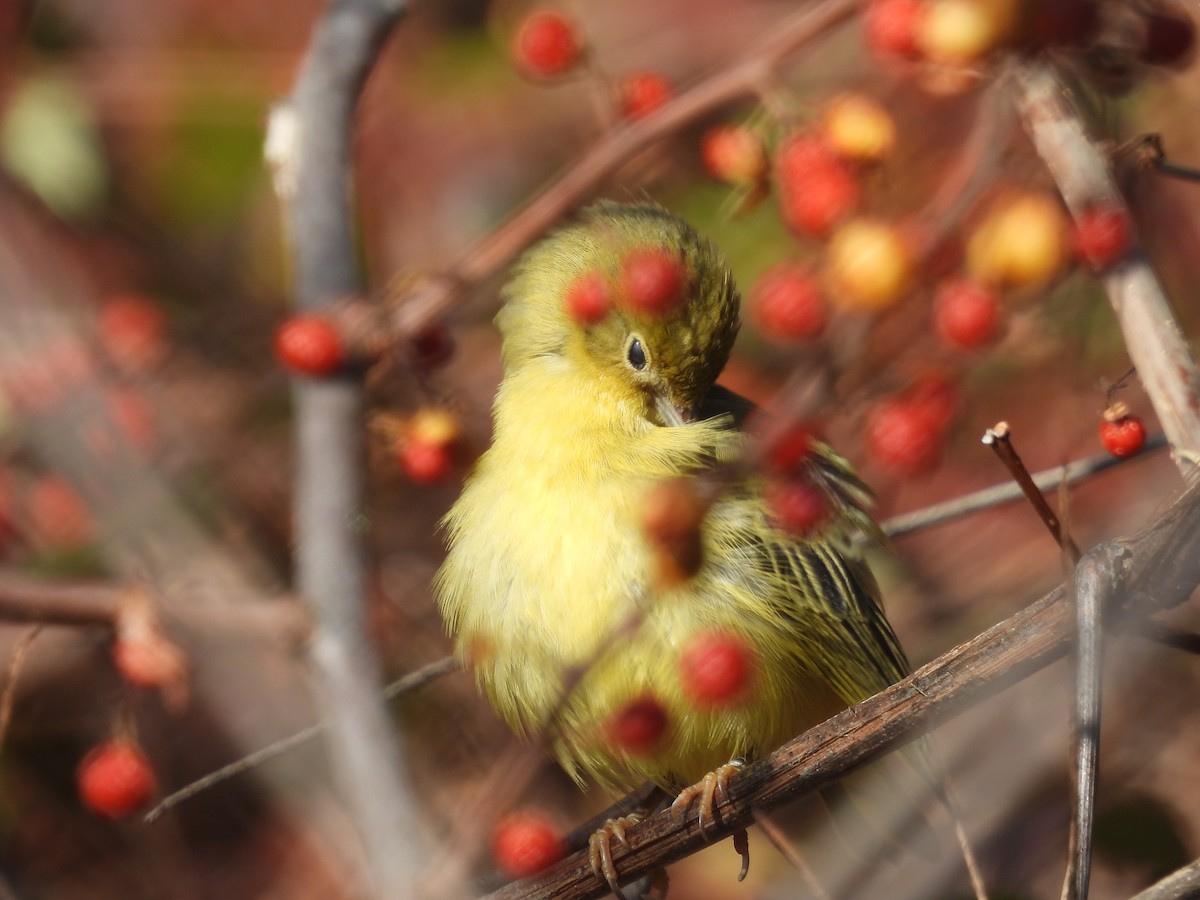 Northern Yellow Warbler - ML646748008