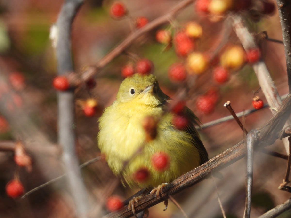 Northern Yellow Warbler - ML646748009